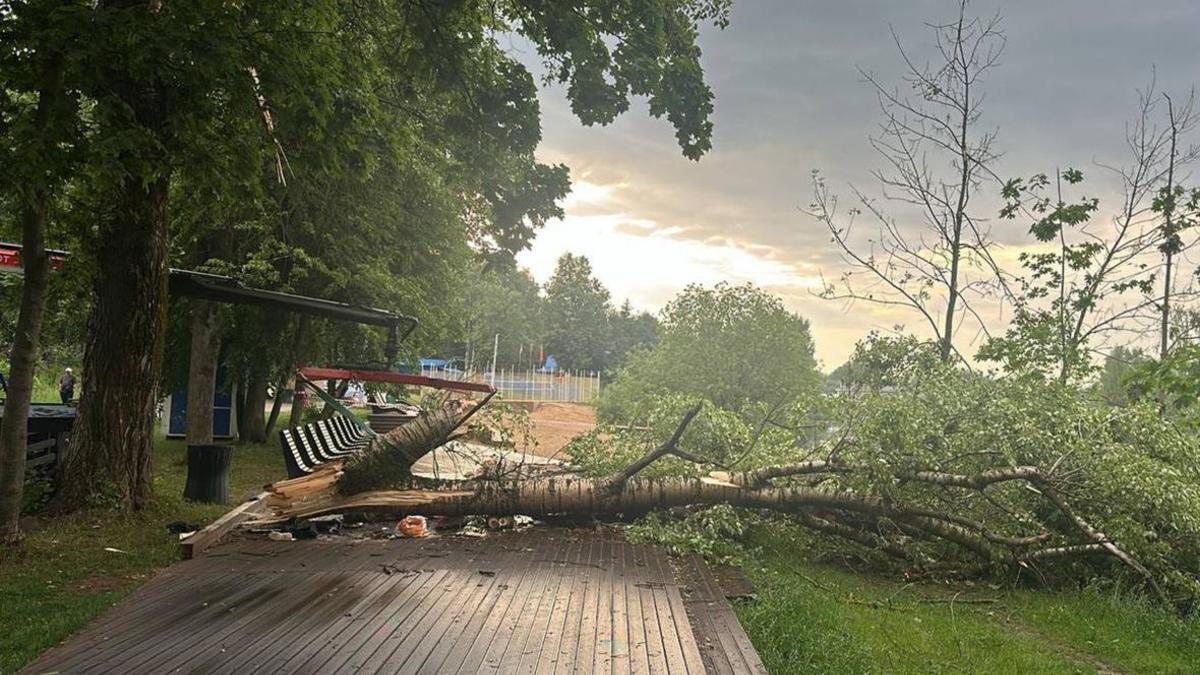 В Щелково дедушка и девятилетний ребенок погибли после падения дерева — РБК