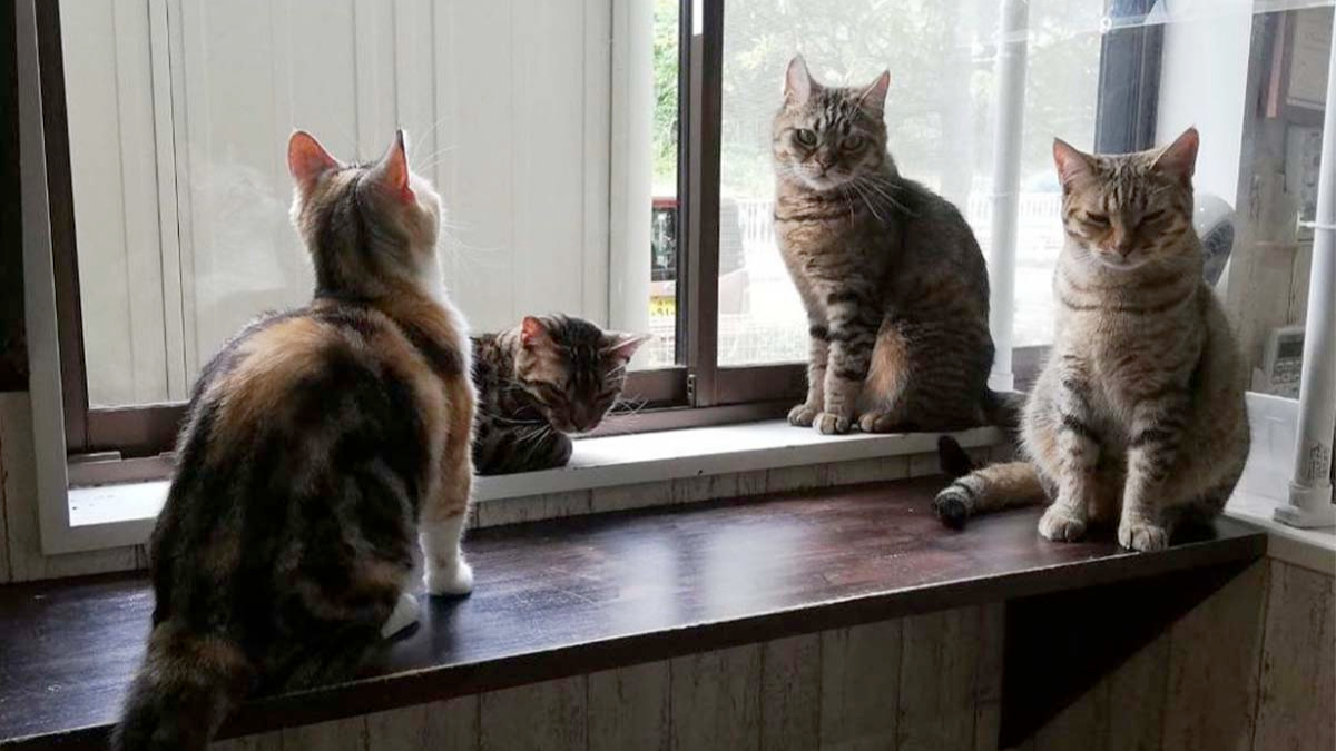 Фото: instagram.com/catcafe_mycat/