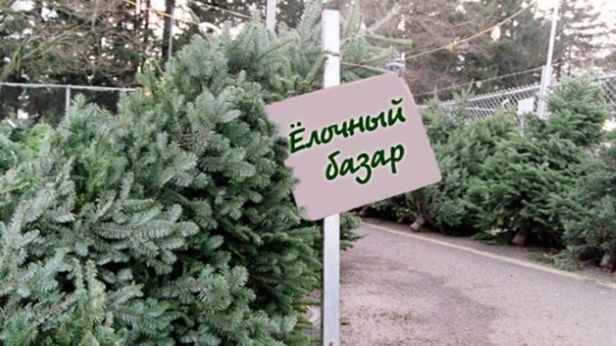 Заготовка Новогодних Елей