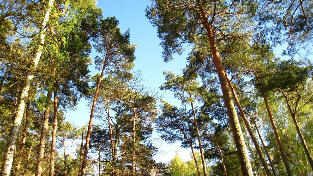 Фото: pixabay.com