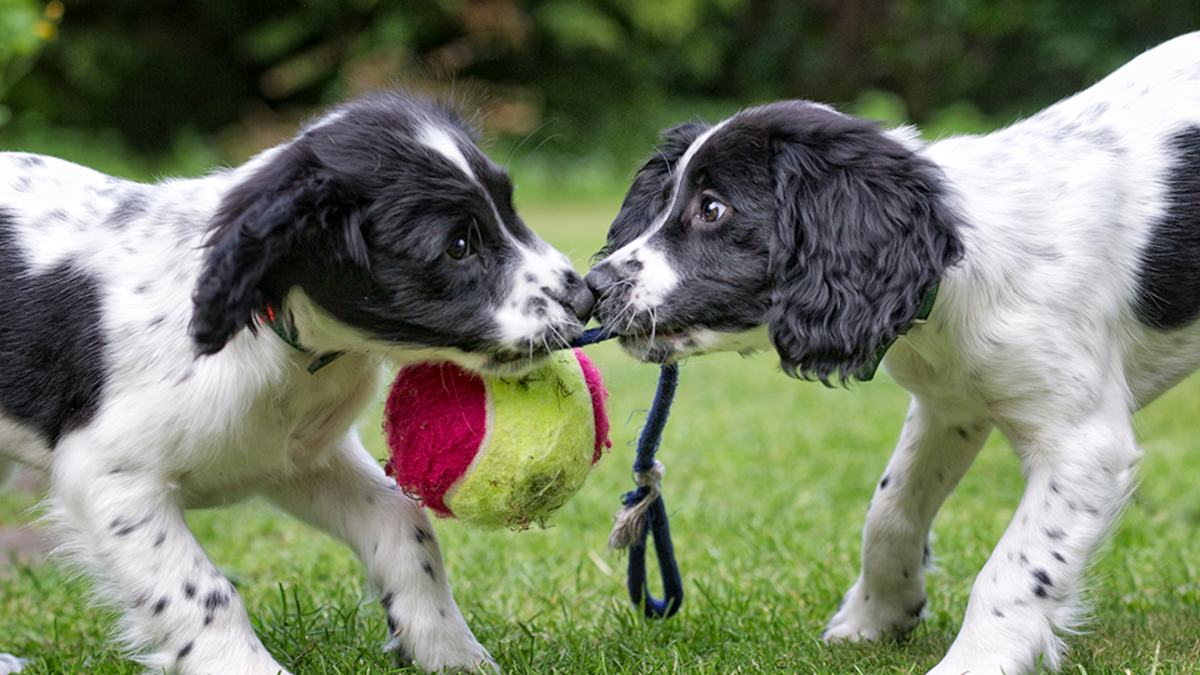 Фото: dageldog / istockphoto.com