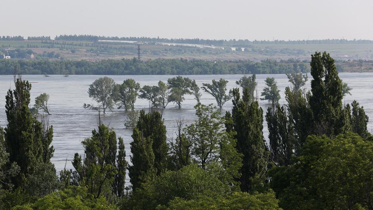 Тысячи животных погибли в нацпарке из-за повреждения Каховской ГЭС — РБК