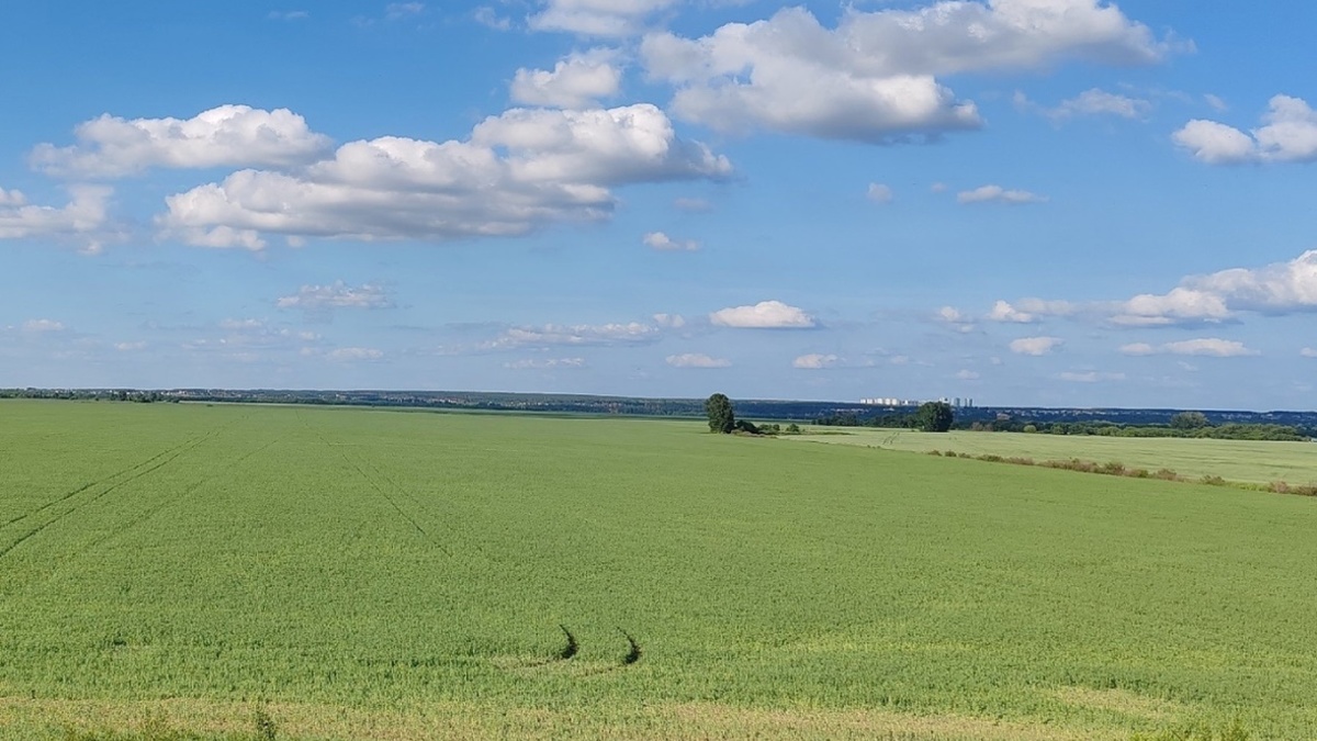 Фото: РБК Черноземье