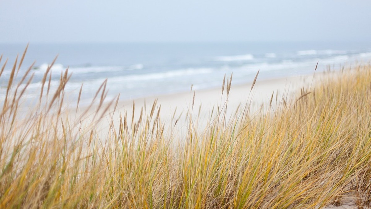 Фото: Pixabay