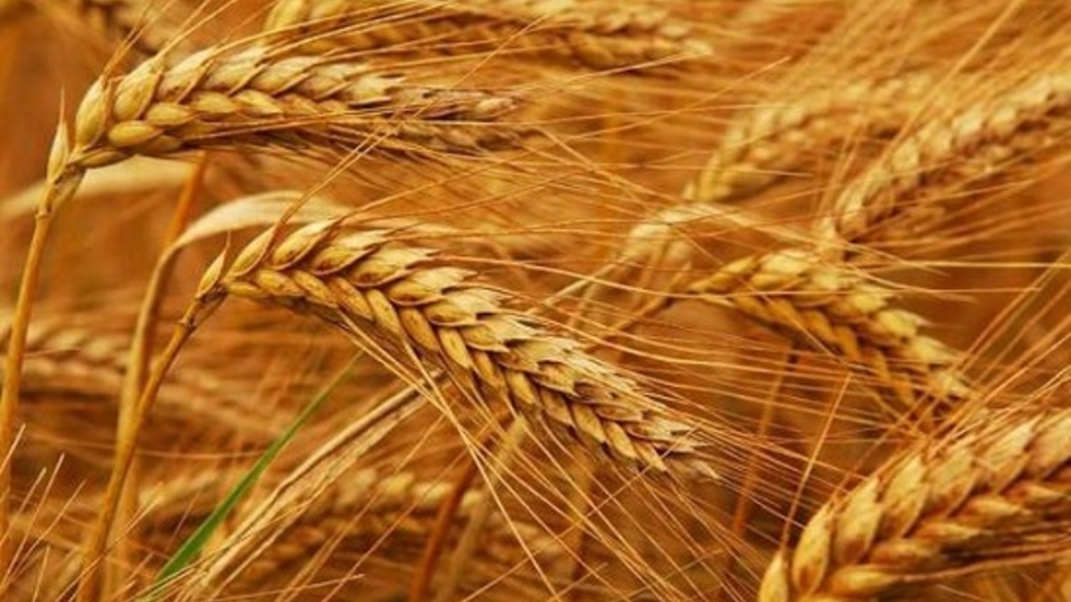 Фото: kuban.aif.ru