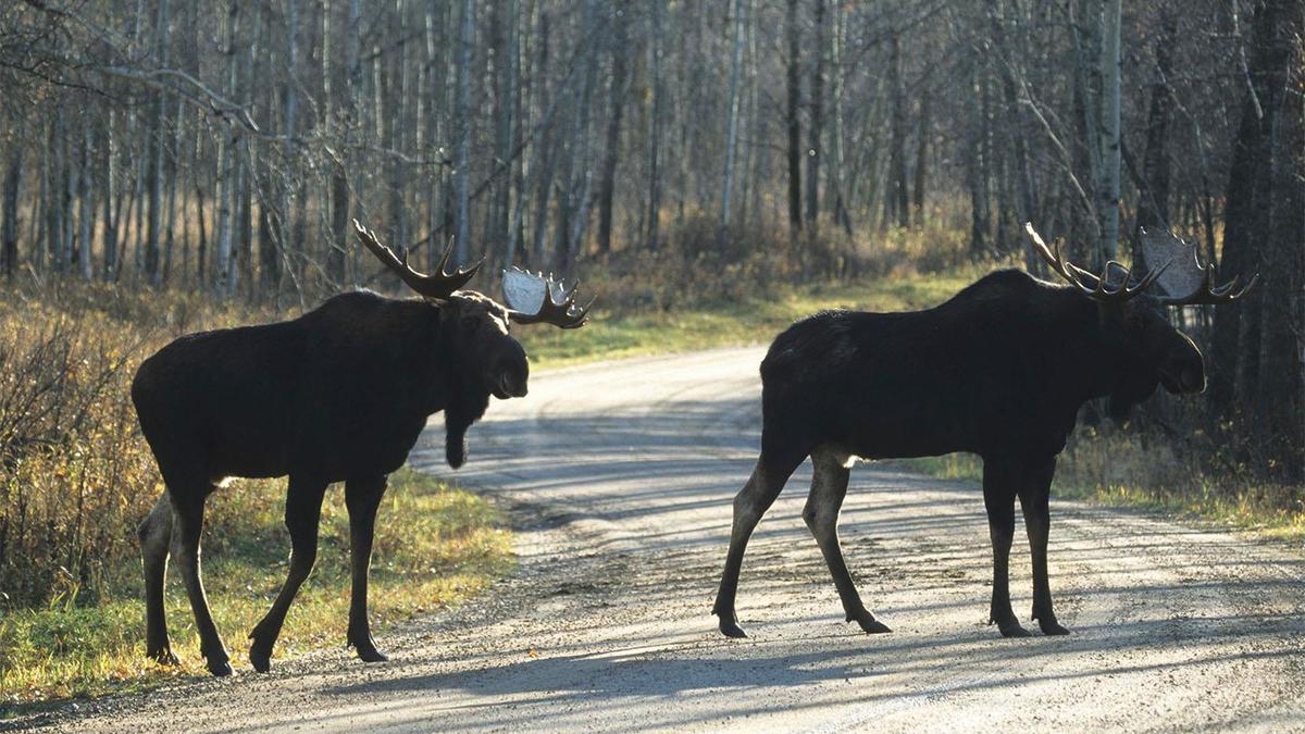 Водителей напугали риском сбить лося в Мособласти. Сейчас животные активно  мигрируют :: Autonews