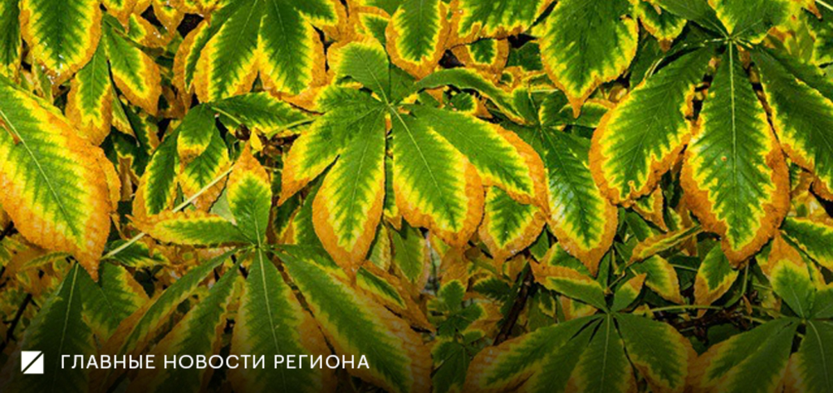 Фото: Роман Родионов