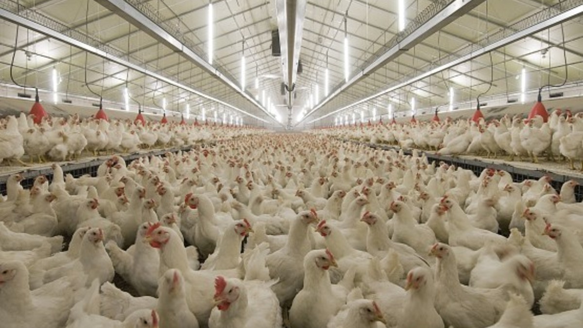 Фото с сайта: agrofoodinfo.com
