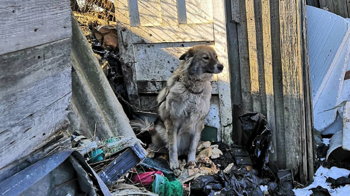 На территории частного домовладения на ул. Солнечная в городе Артеме