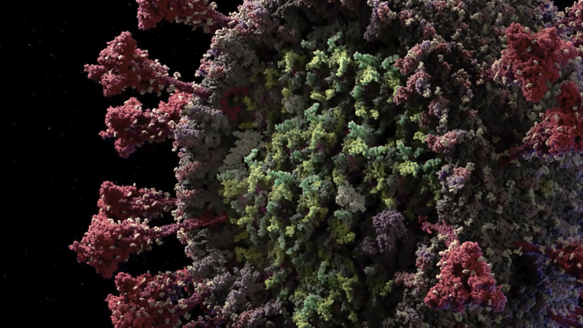 Фото: Visual Science / vimeo