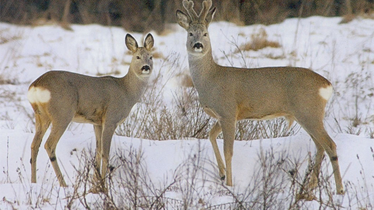 Фото: http://arbalet-airgun.ru