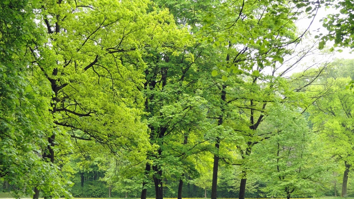 Фото: pixabay.com