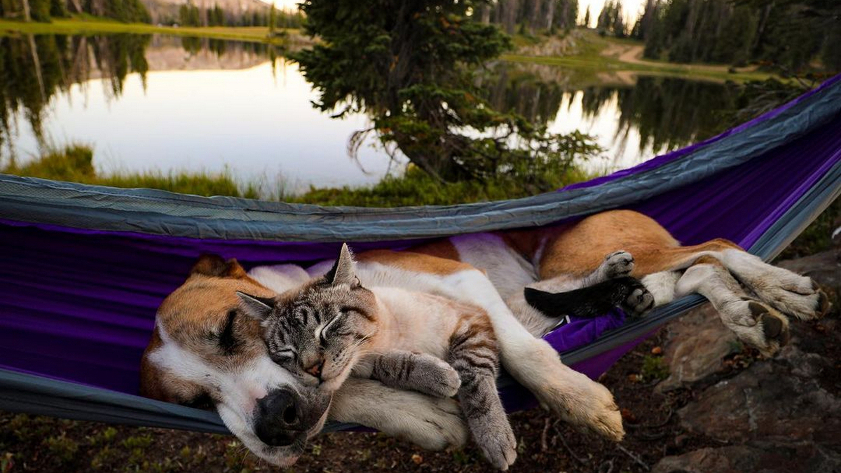 Фото: instagram.com/henrythecoloradodog