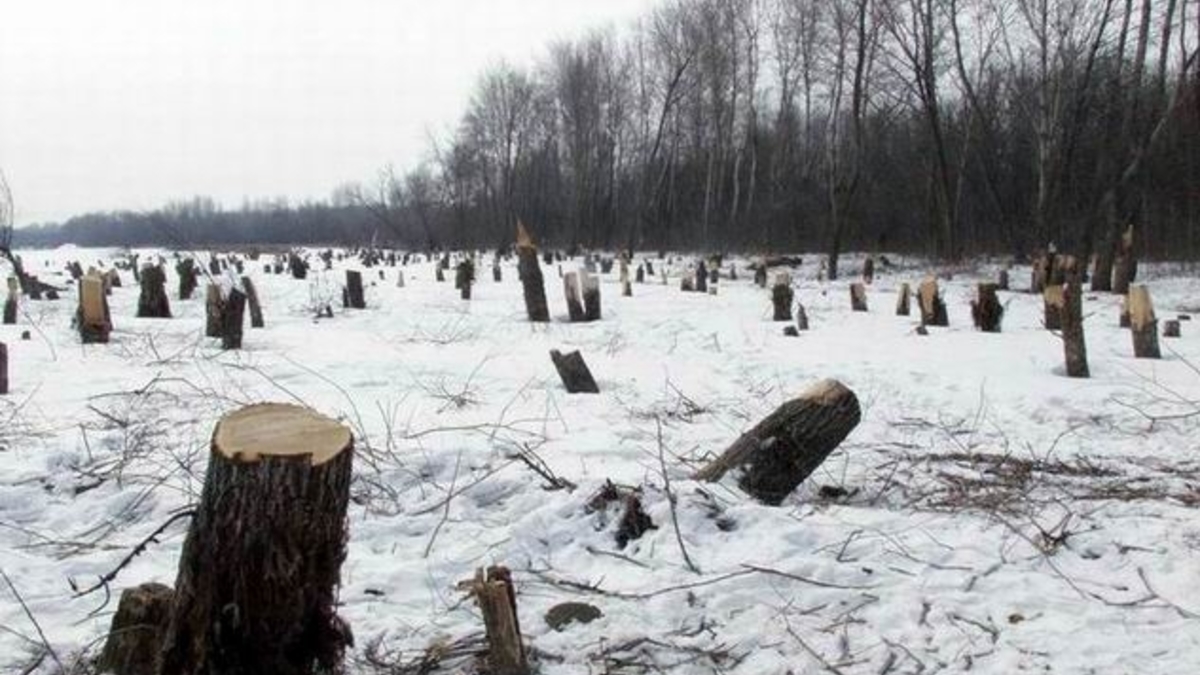 Ущерб Пермского края&nbsp;от &laquo;лесных&raquo; нарушений оценен в183,4 млн. рублей
