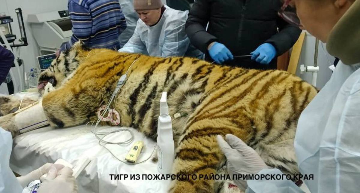 Фото: центр «Амурский тигр»