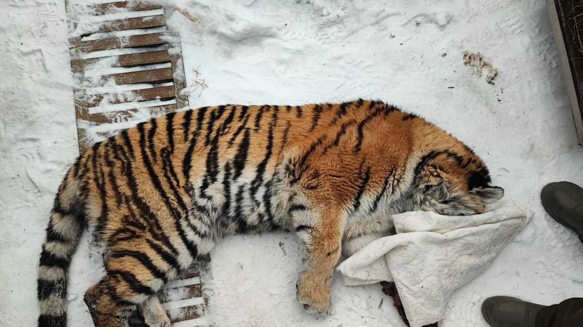 Фото: Пресс-служба центра "Амурский тигр"