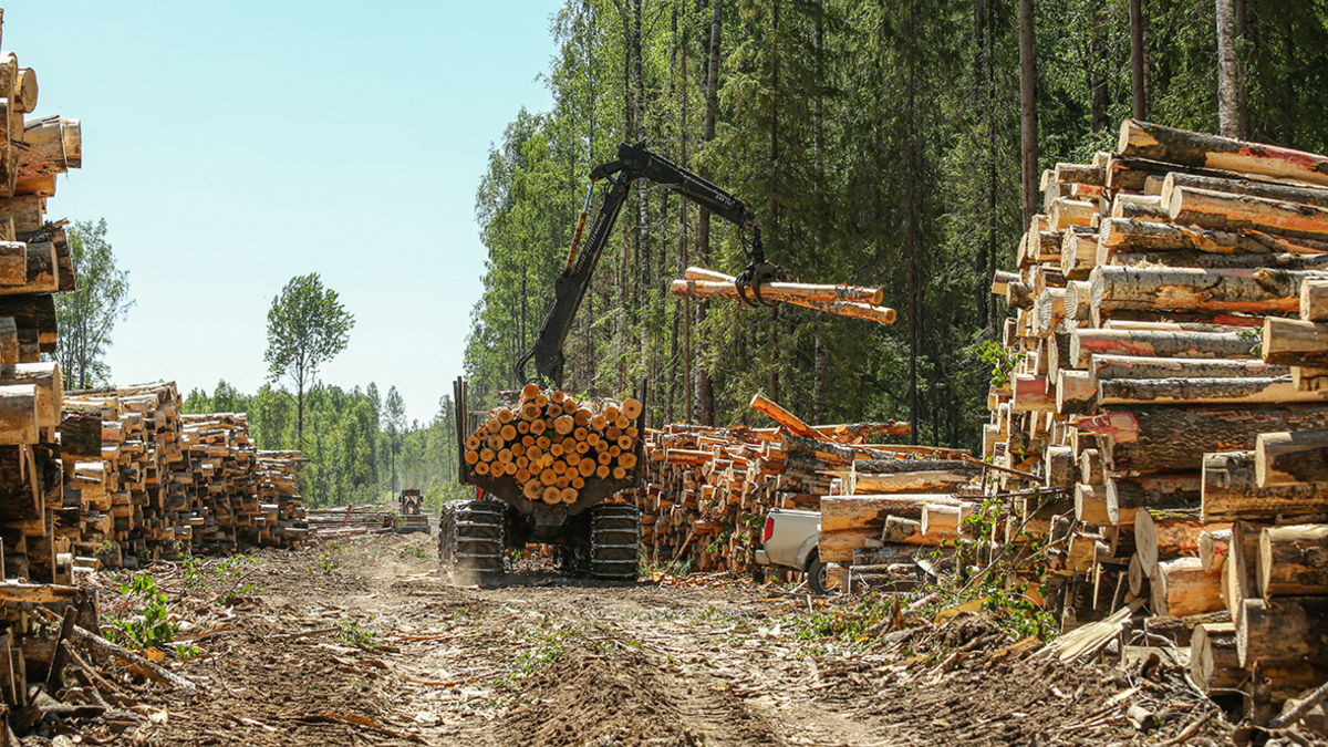 Пилодрама :: Бизнес :: Газета РБК