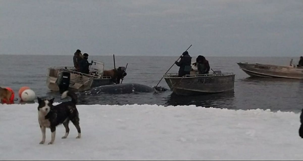 Фото: тг-канал / uelen_chukotka