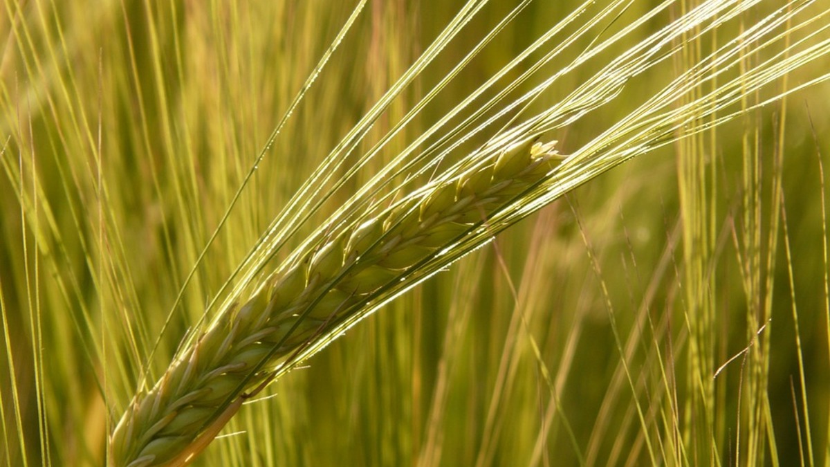 Фото: pixabay.com