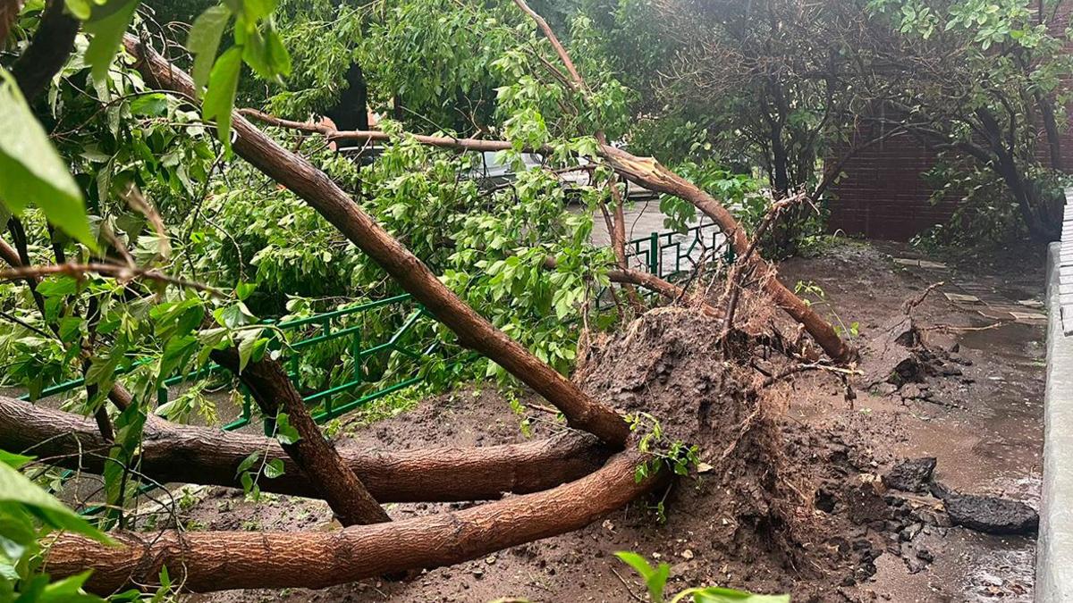 В Москве из-за урагана погиб человек — РБК