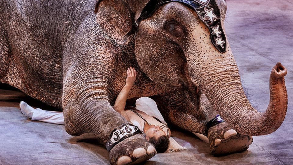 Фото: kazan_circus_official / Instagram