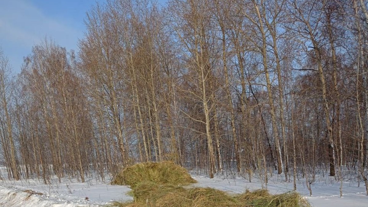 педикюр в куйбышеве новосибирской области | Дзен