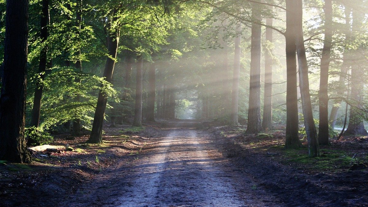 Фото: pixabay.com