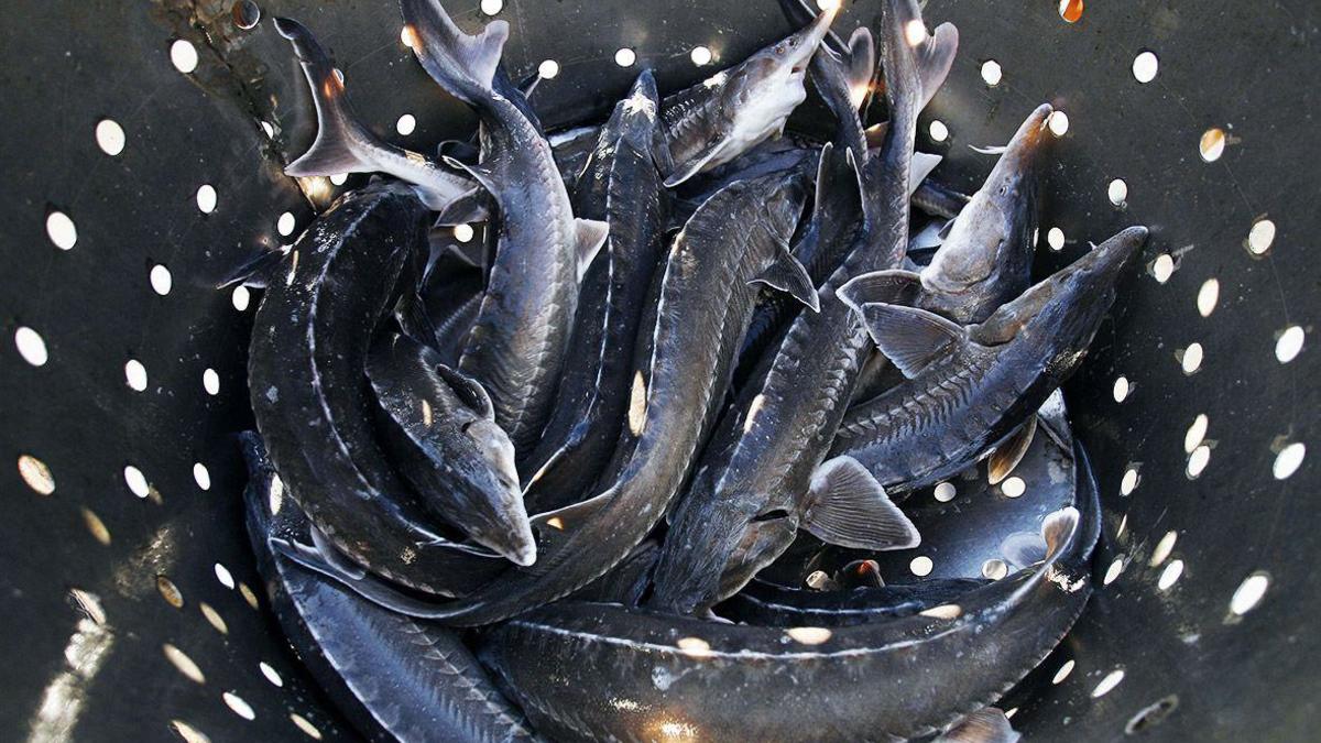 Интересная бизнес идея по рыбоводству