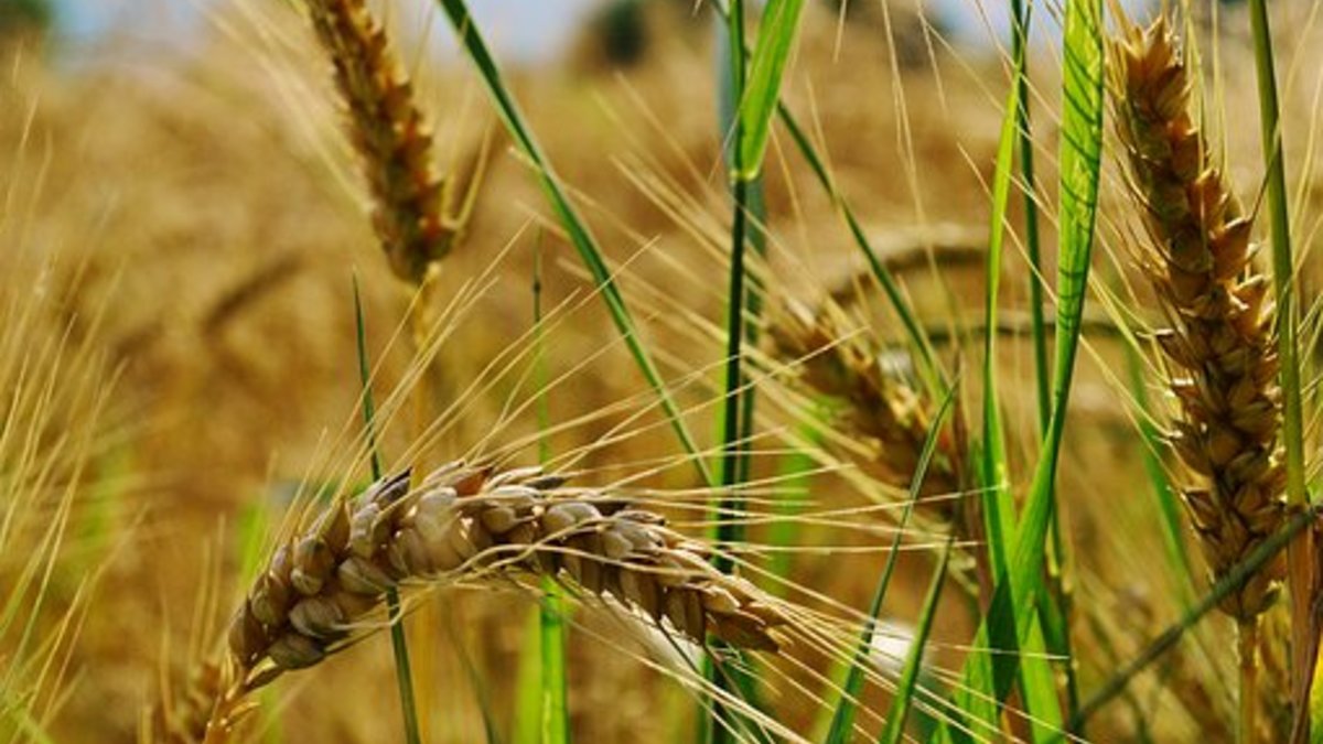 Фото: pixabay.com