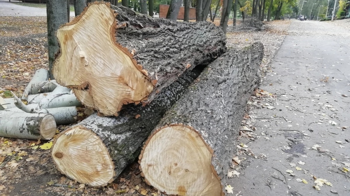 В сентябре общественники обвинили управление экологии администрации города  в непрозрачных процессах и недостатке информации — РБК