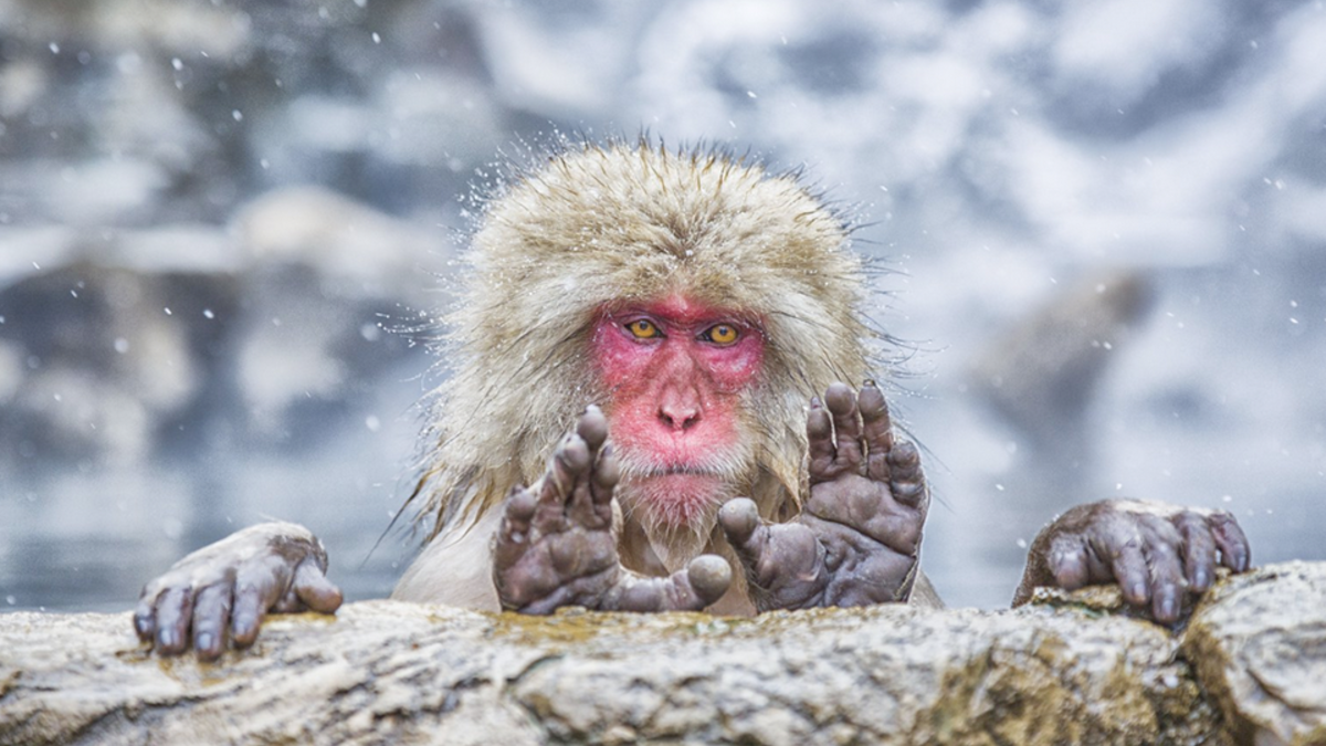 Фото: comedywildlifephoto.com