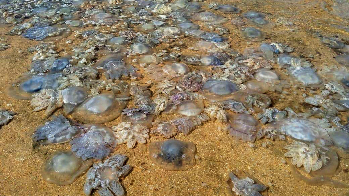 Почему в Азовском море у берегов так много медуз: причины и последствия