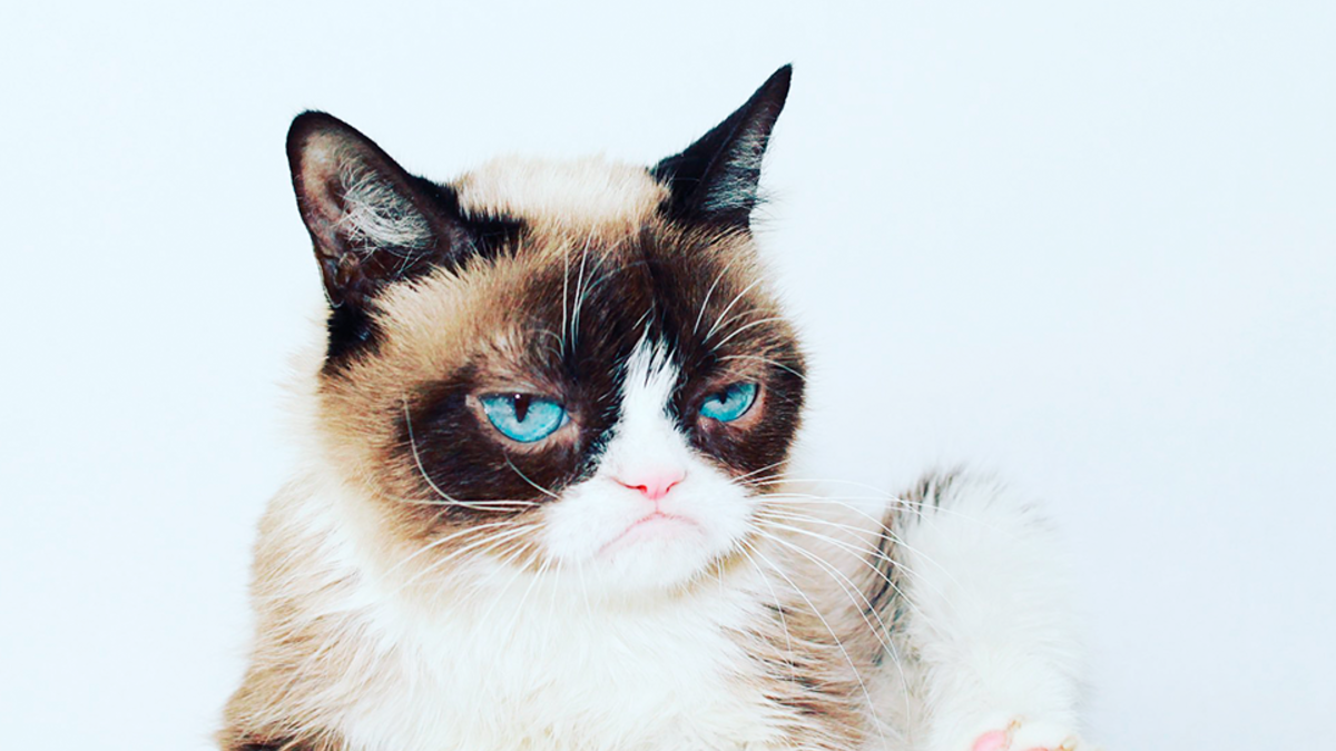 Уходят легенды: умерла Grumpy Cat | РБК Стиль