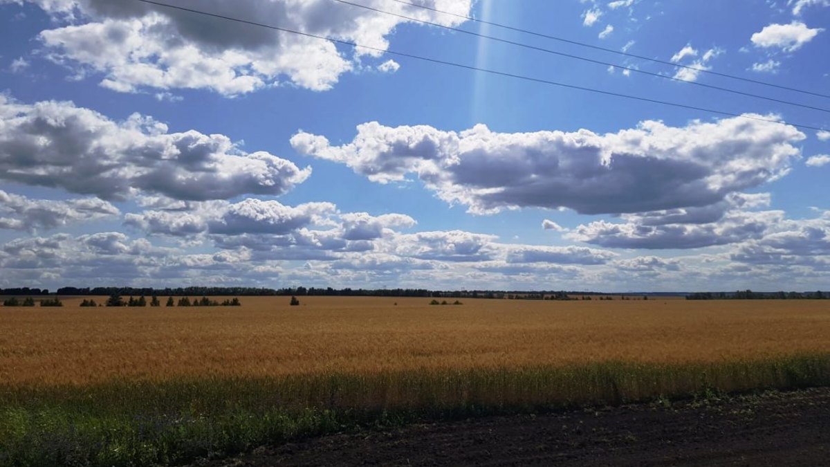 Фото: РБК Черноземье
