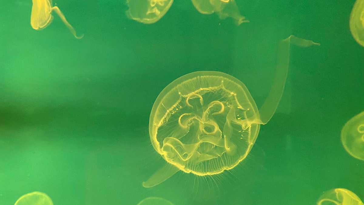 Прозрачное тело и розовый крест: чем опасны медузы в Приморье — РБК