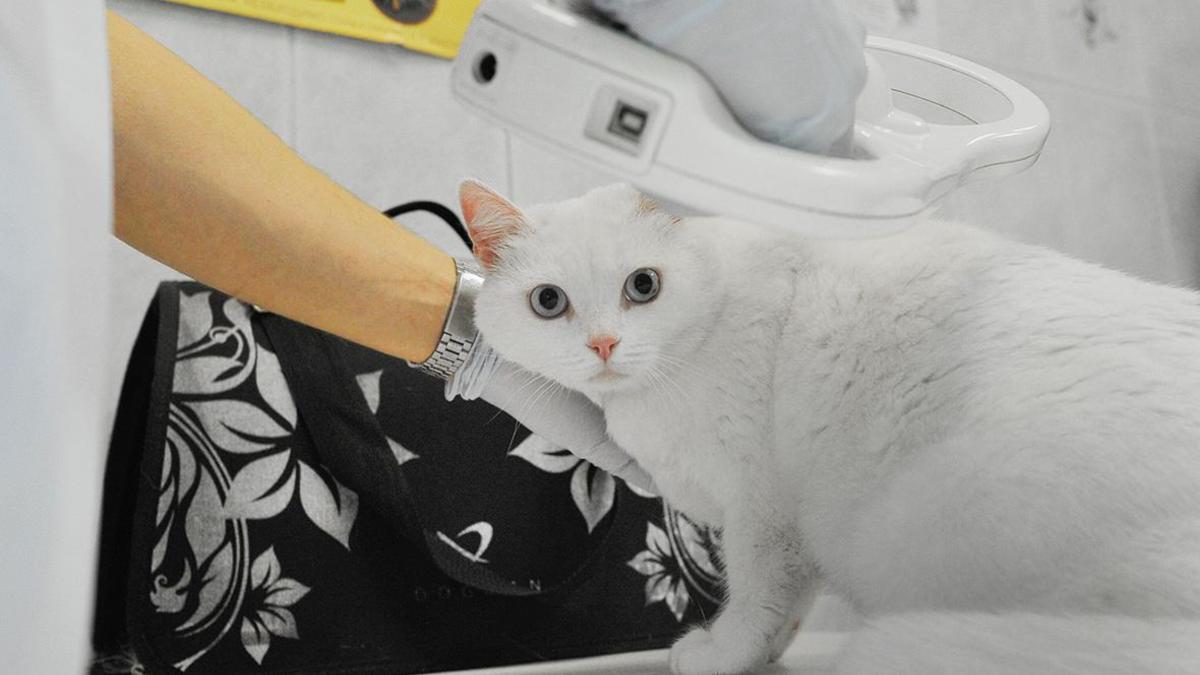 В России резко вырос спрос на чипирование кошек и собак — РБК