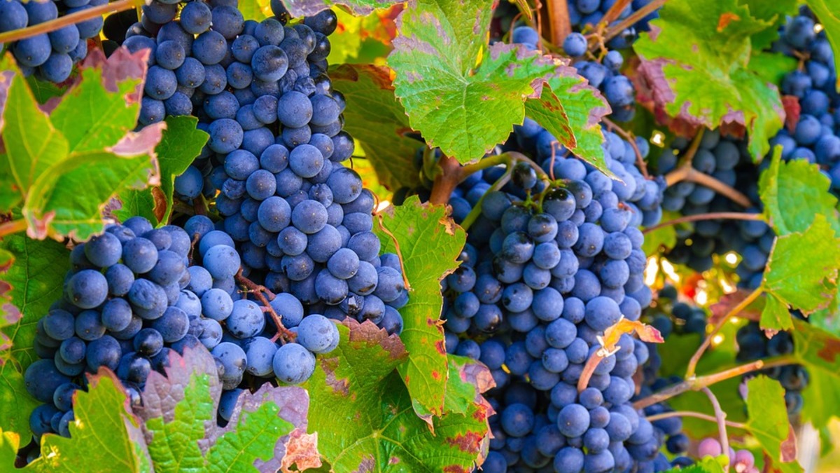 Фото: pixabay.com