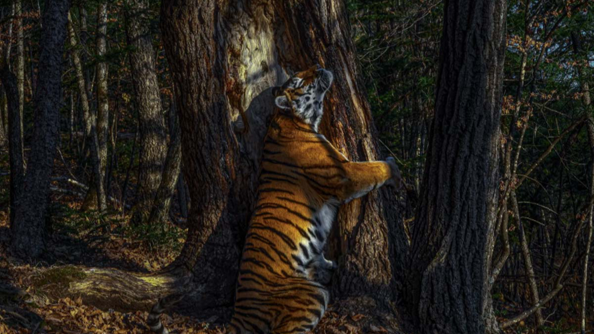 Фото: nhm.ac.uk / Sergey Gorshkov