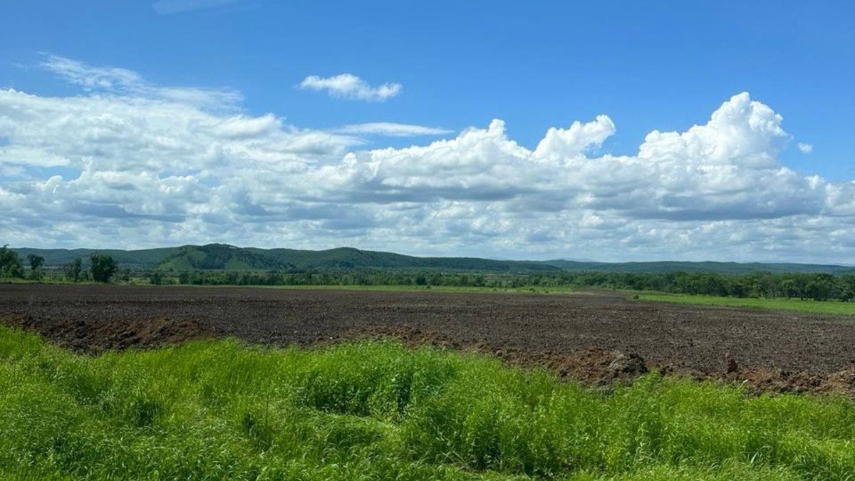 Приморье приостановило сев сои — РБК