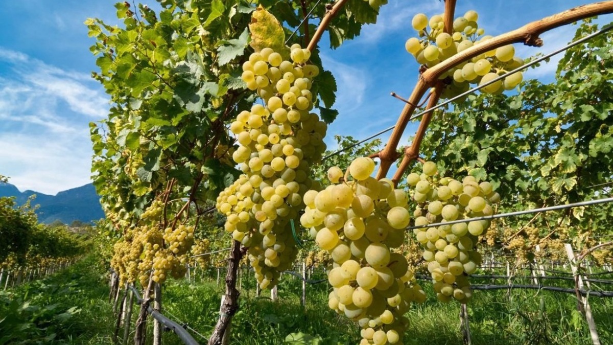 Фото: viwine.ru