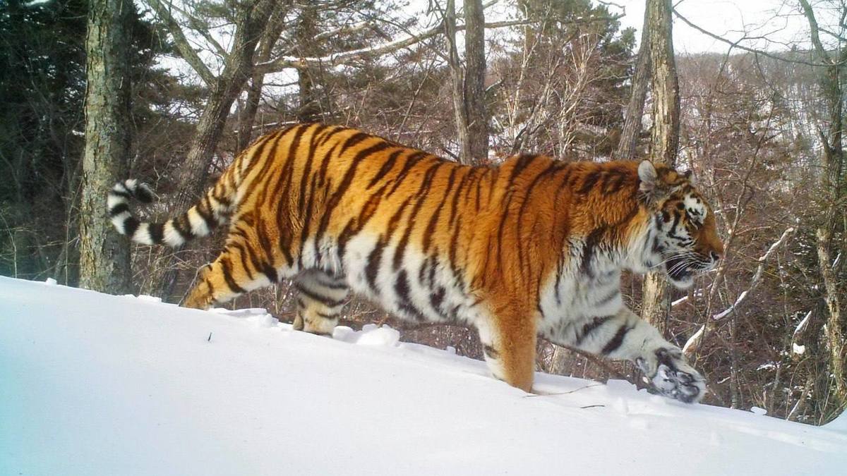 Фото: ФГБУ "Земля леопарда"