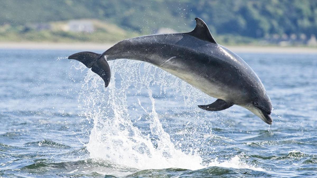 На Украине сообщили о массовой гибели дельфинов в Черном море — РБК