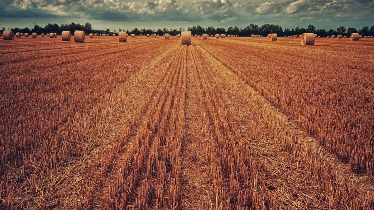 Фото: pixabay.com