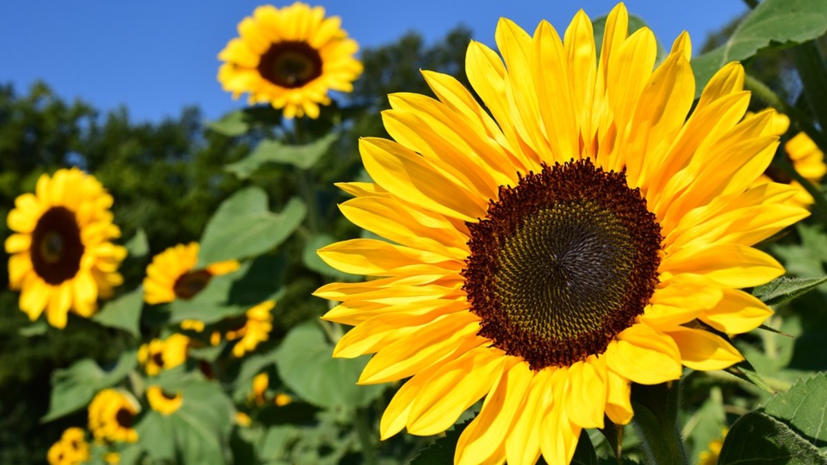 Фото: pixabay.com