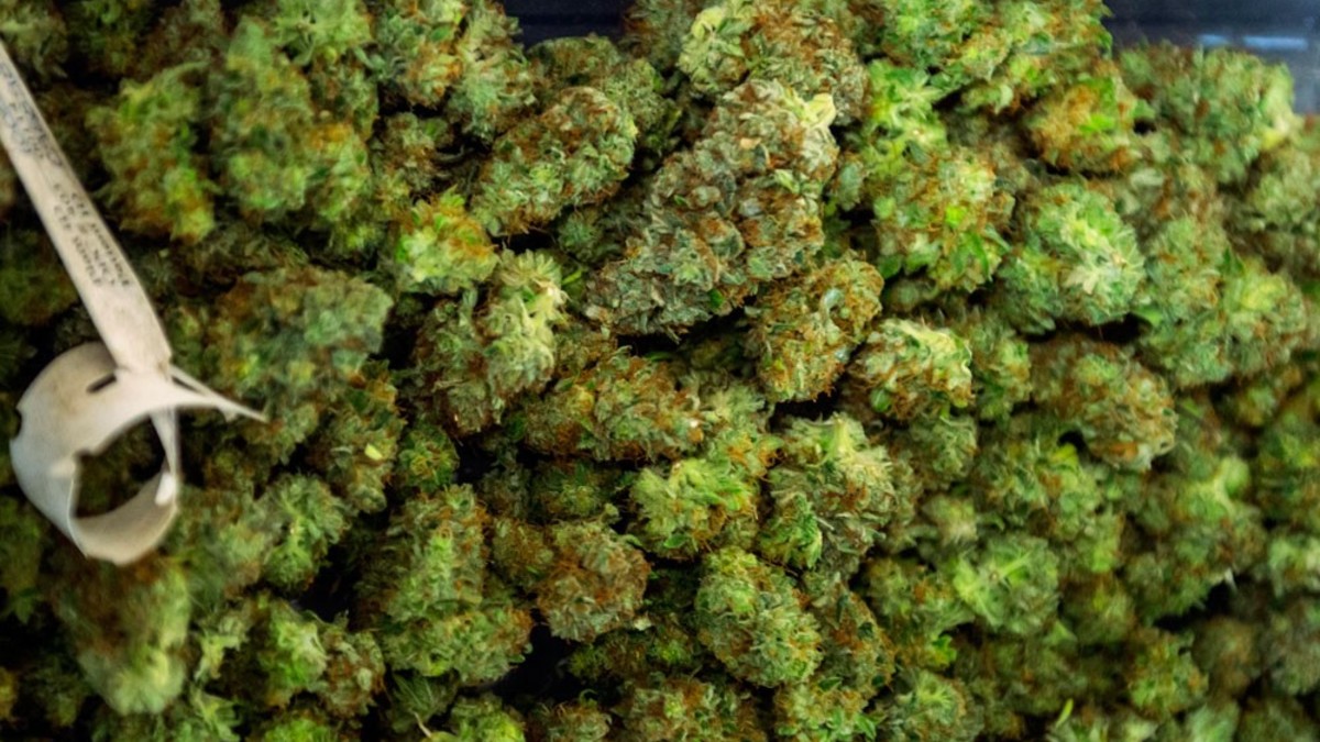 Сколько стоит конопля в спб документальный про марихуану