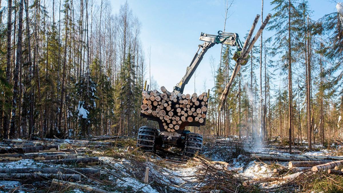 Segezha Group и учреждения ФСИН резко нарастили вырубку леса в России — РБК