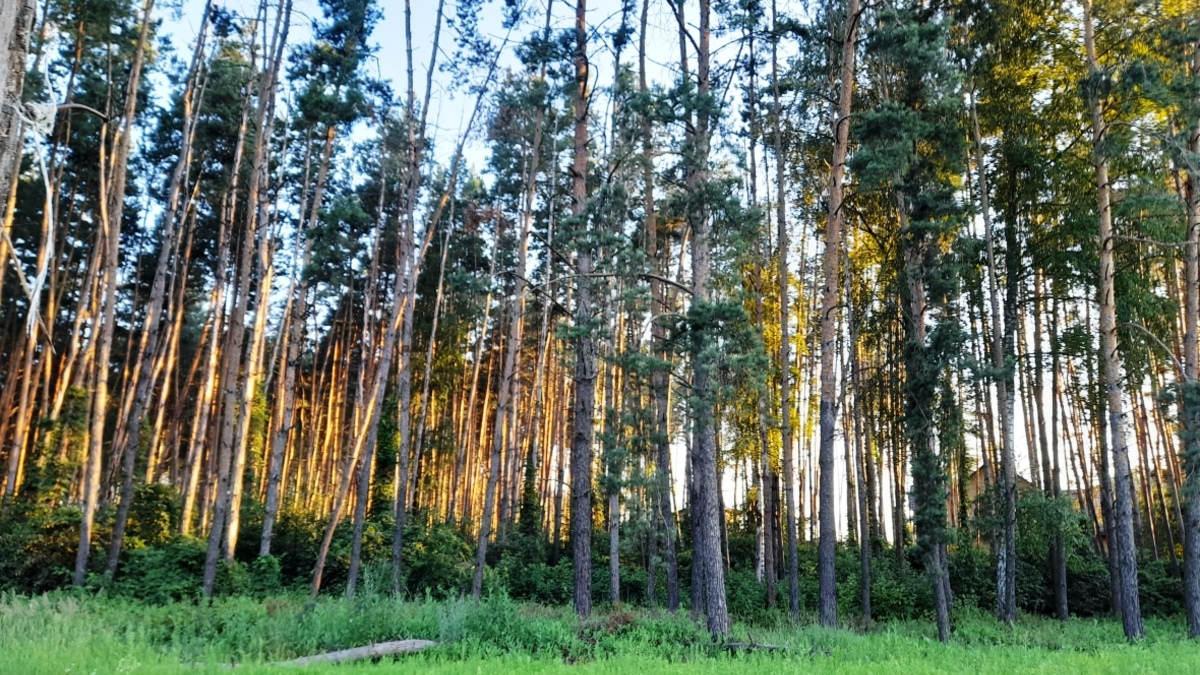 Фото: РБК Черноземье