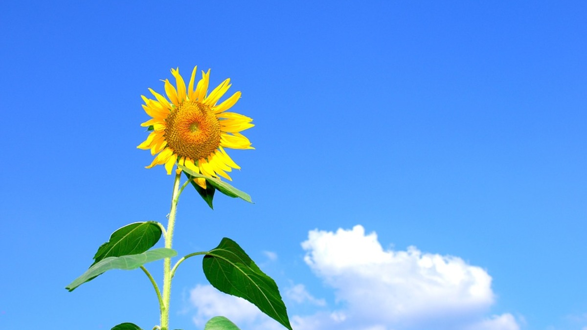 Фото: pixabay.com