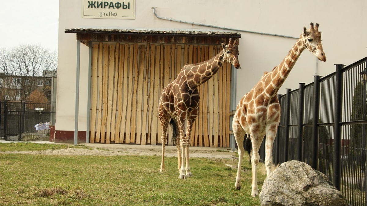 Фото: пресс-служба зоопарка