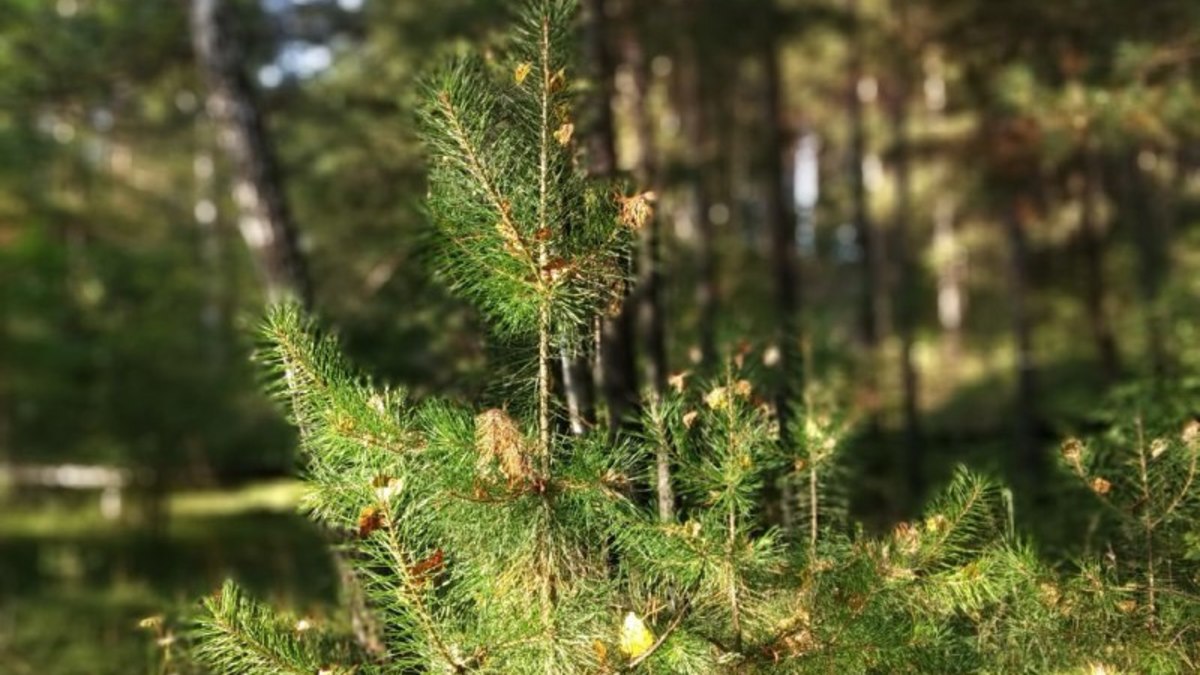 Заельцовский парк